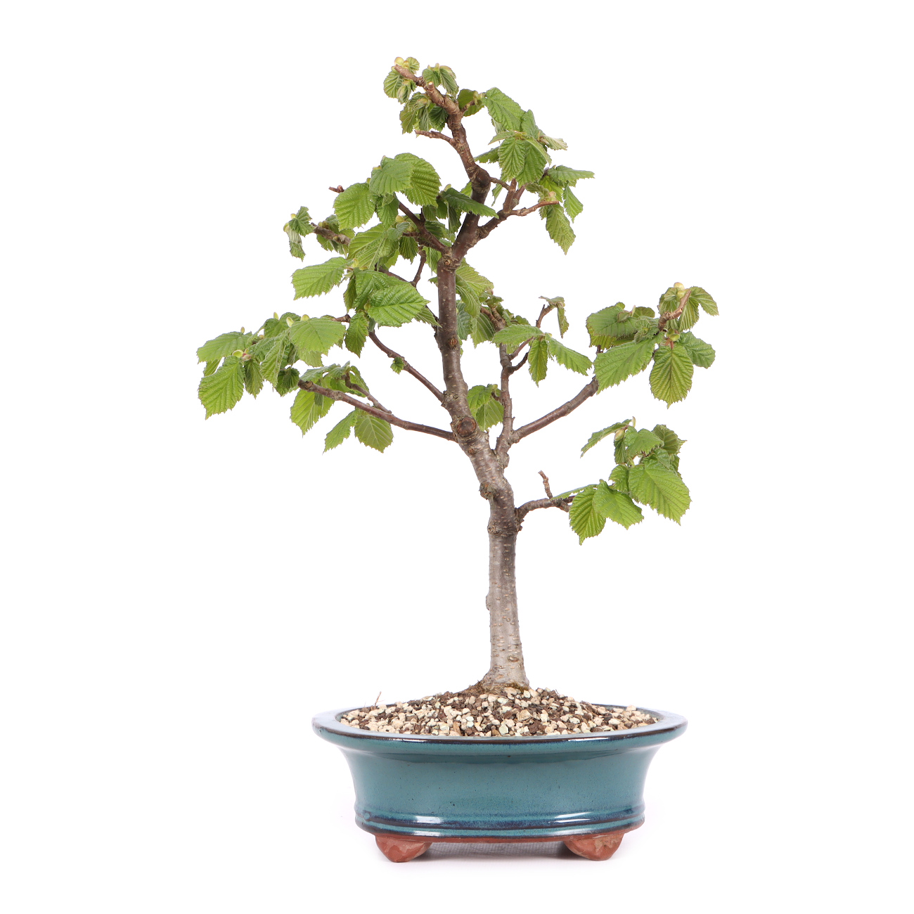 Corylus avellana