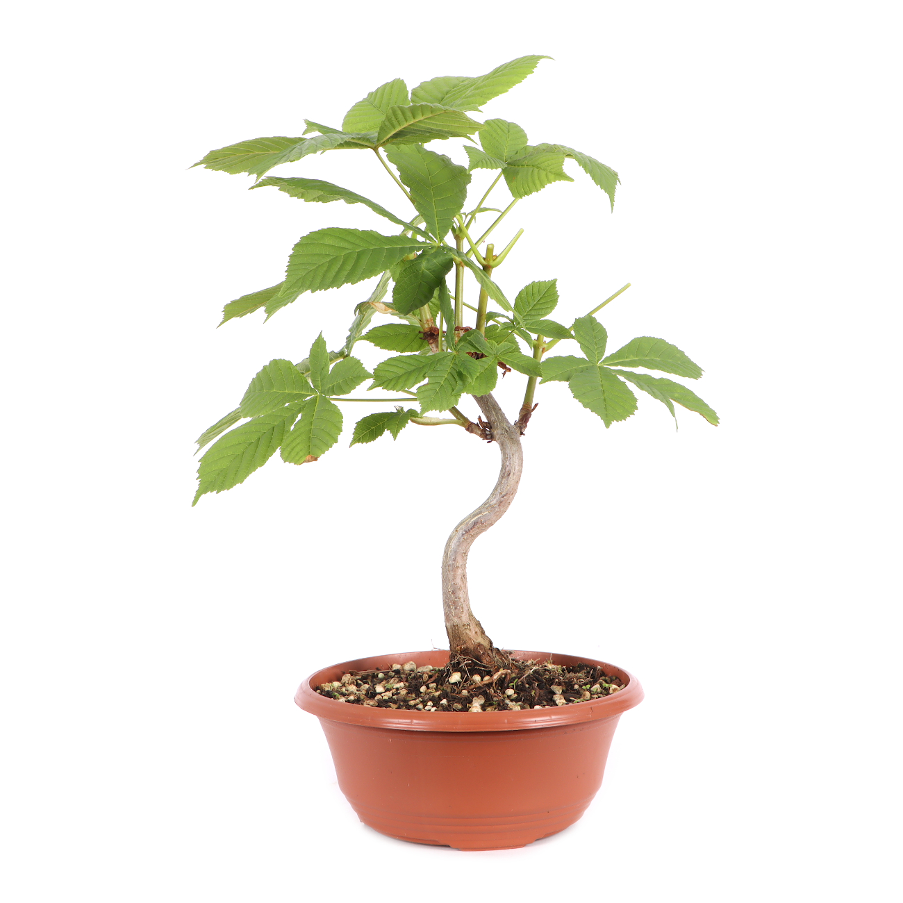 Aesculus hippocastanum