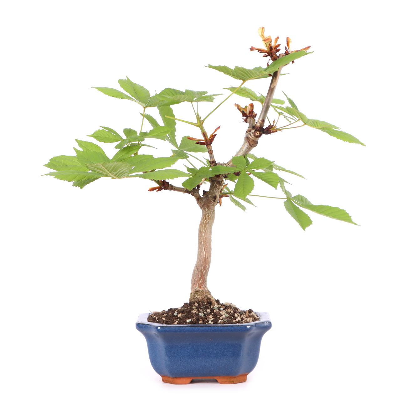Aesculus hippocastanum
