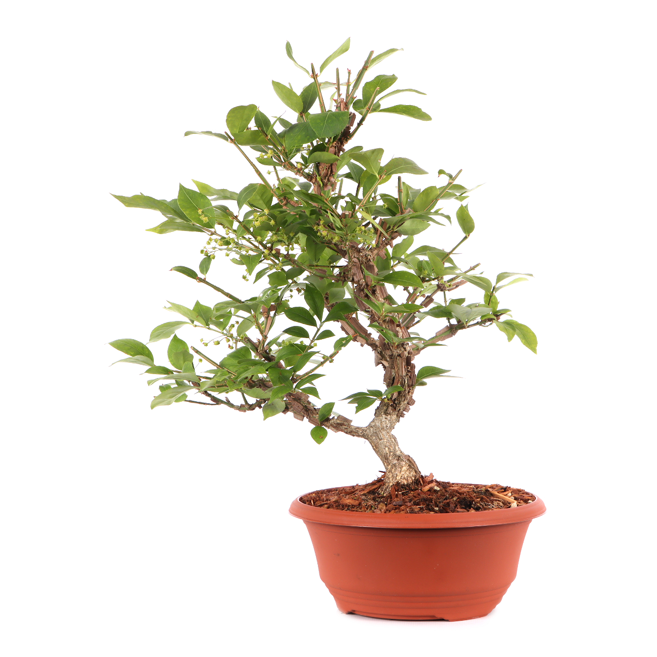 Euonymus alatus
