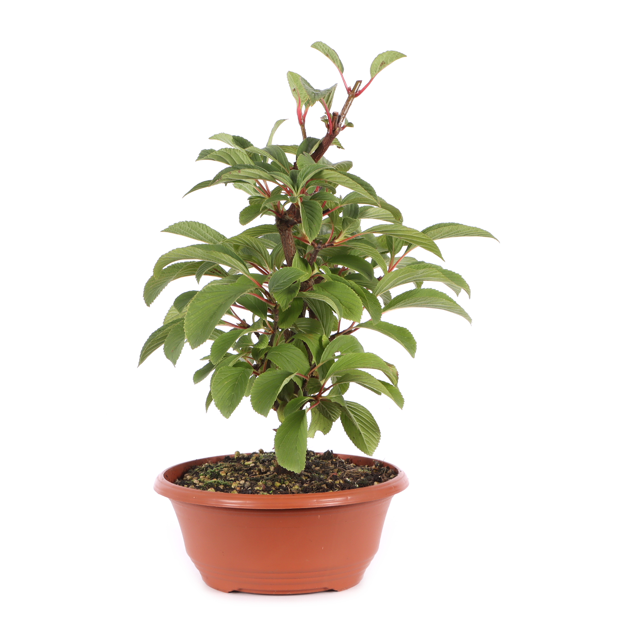 Viburnum x bodnantense 'Dawn'