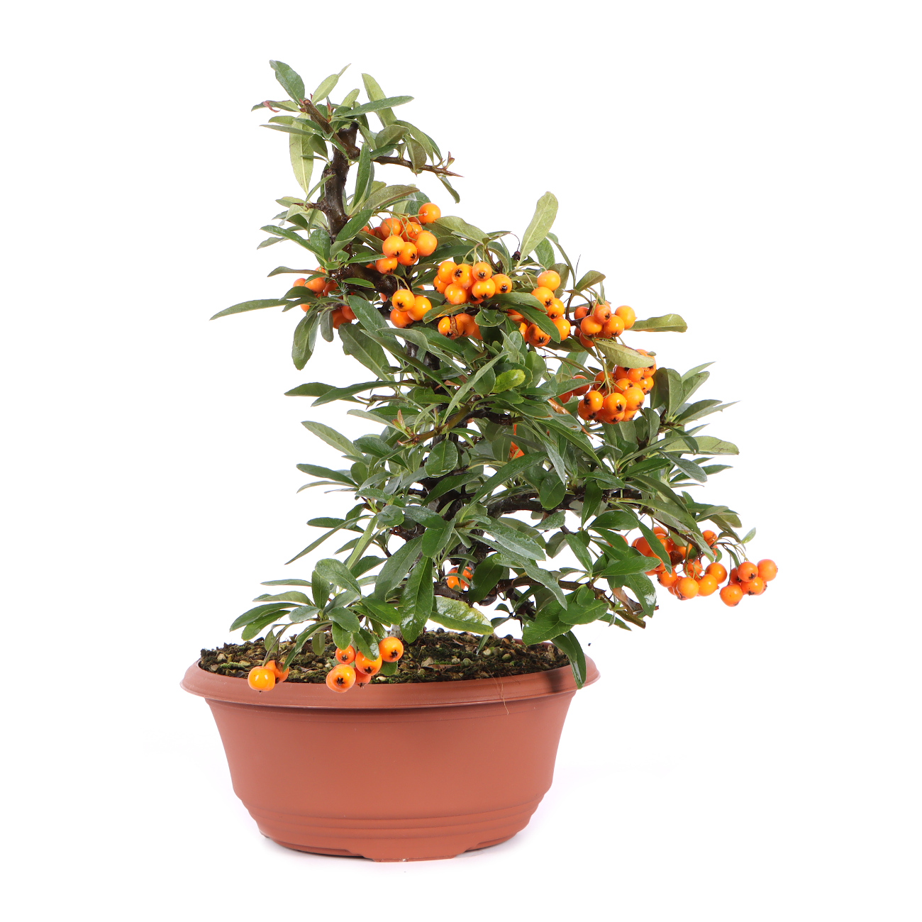 Seitenansicht rechts