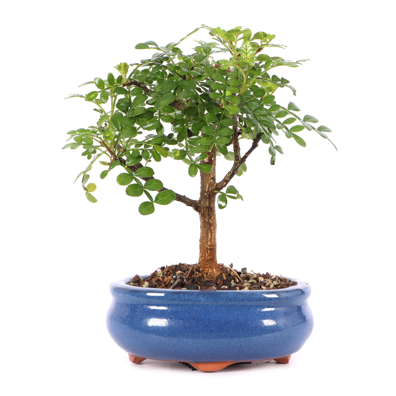 Zanthoxylum spec.
