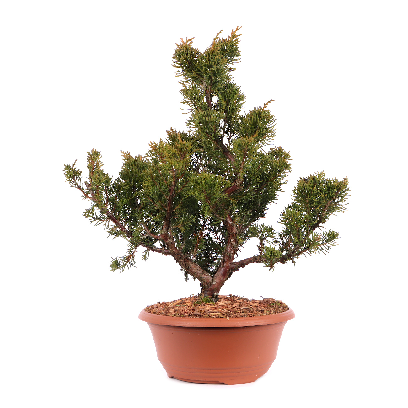 Juniperus chinensis 'Blaauw'