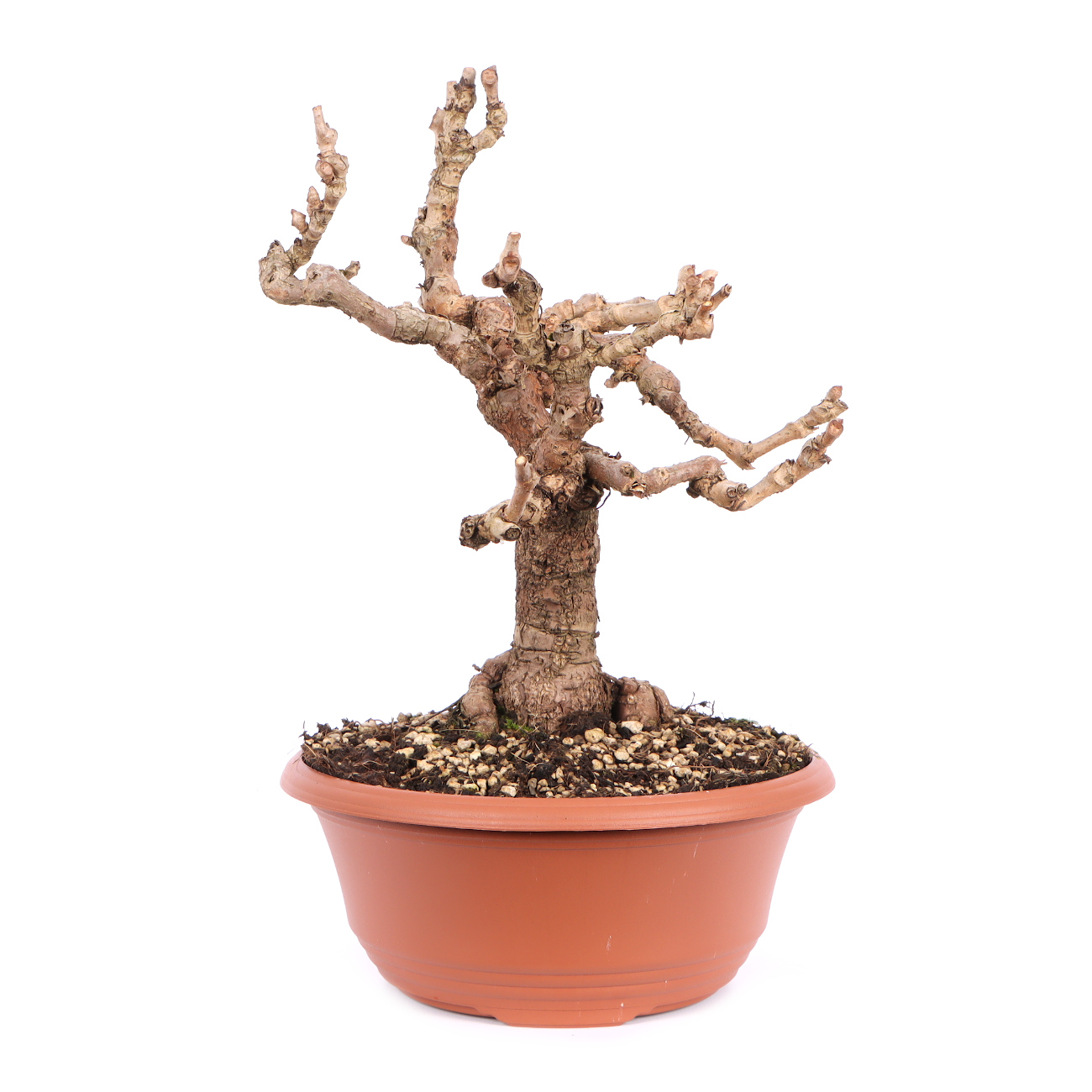 Seitenansicht rechts