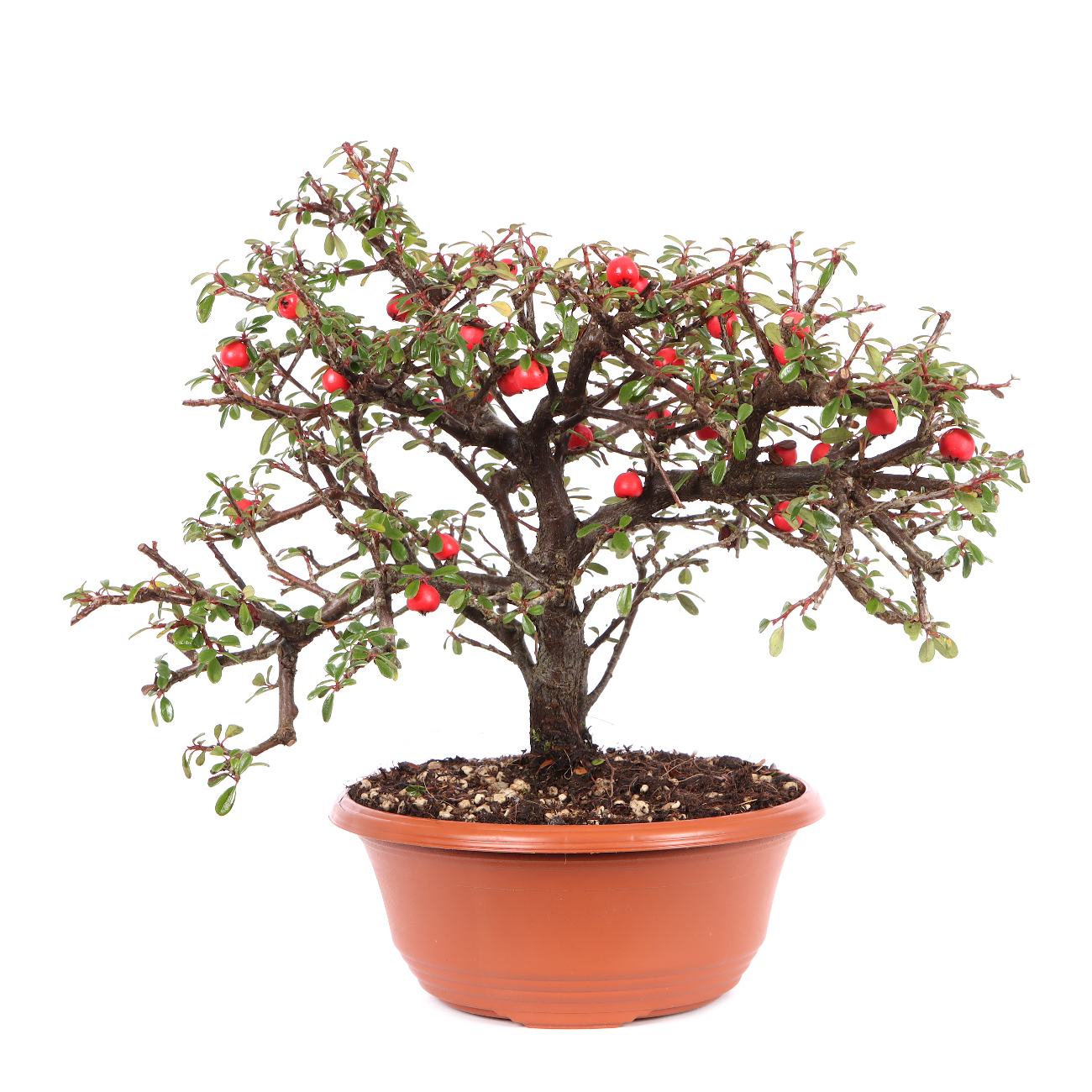 Cotoneaster dammeri 'Skogholm'