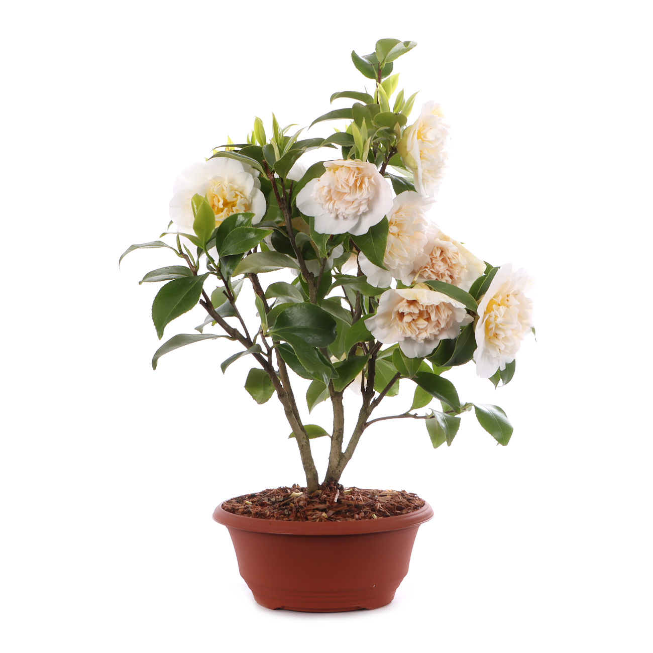 Camellia japonica 'Nobilissima'