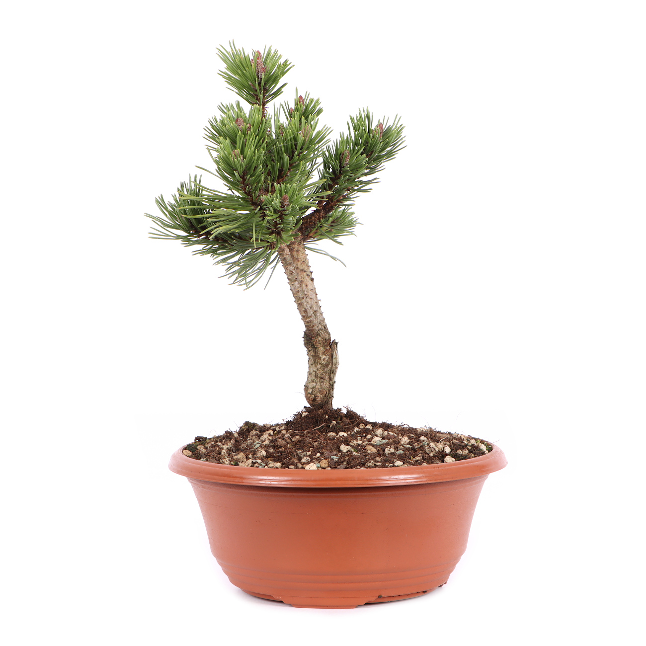 Seitenansicht rechts