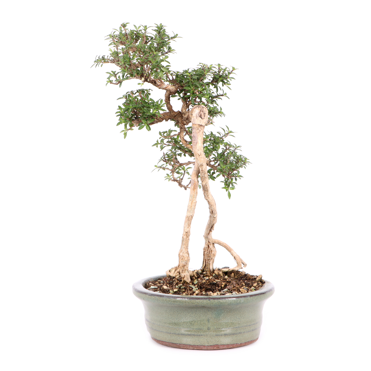 Serissa foetida 'Micro'