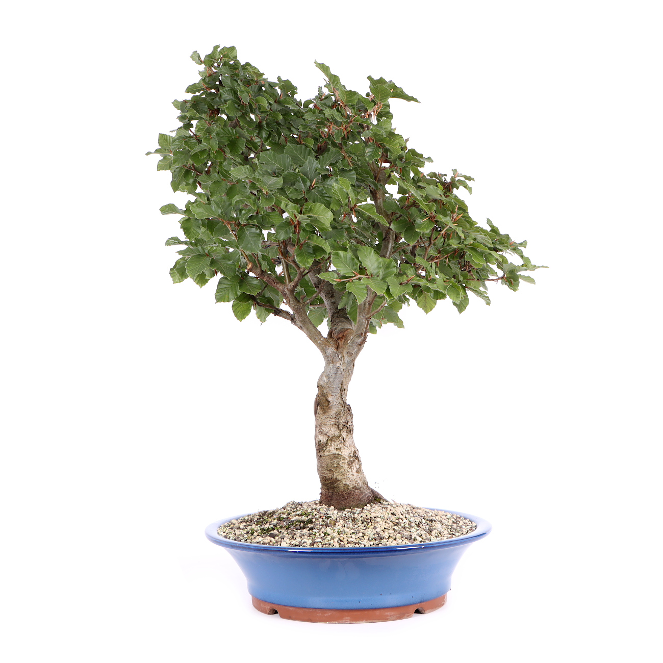 Seitenansicht rechts