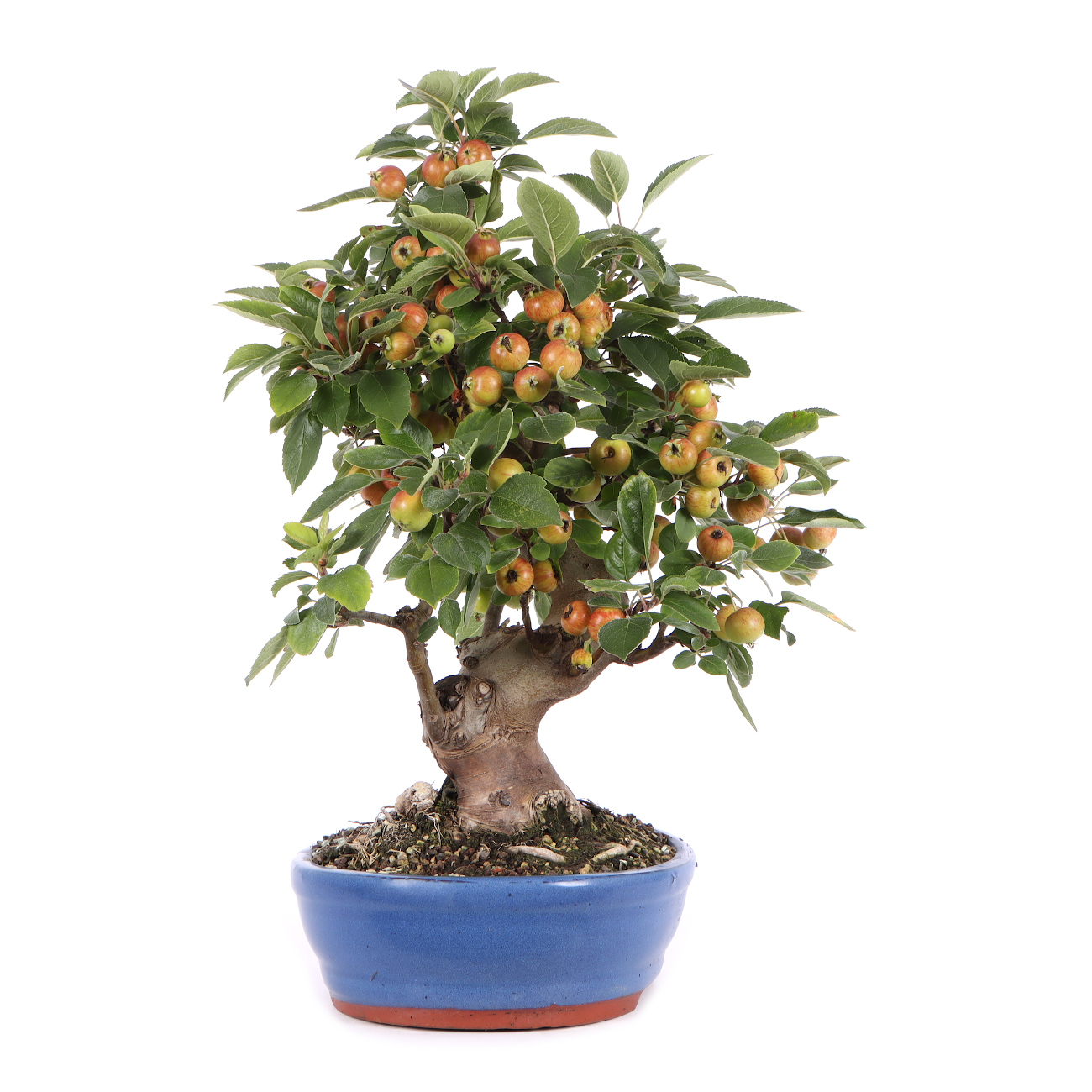 Seitenansicht rechts