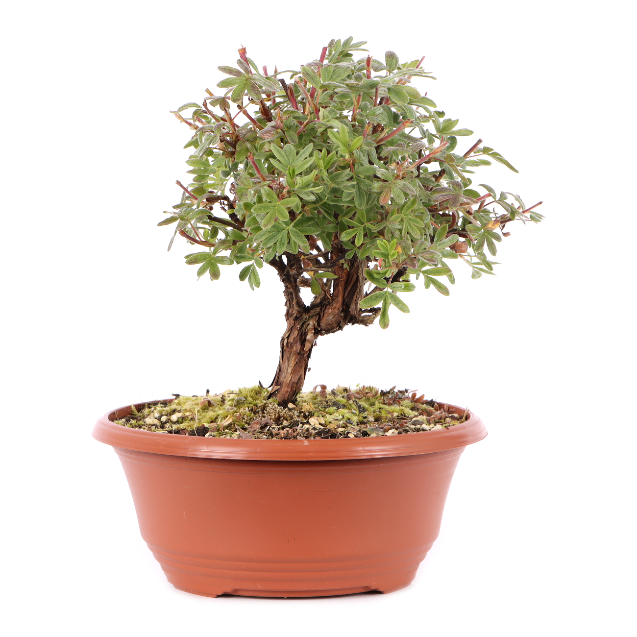 Potentilla fruticosa 'Goldteppich'