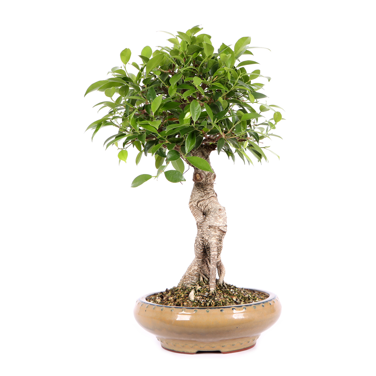 Seitenansicht rechts