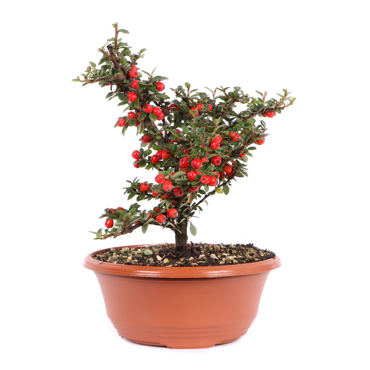 Seitenansicht rechts