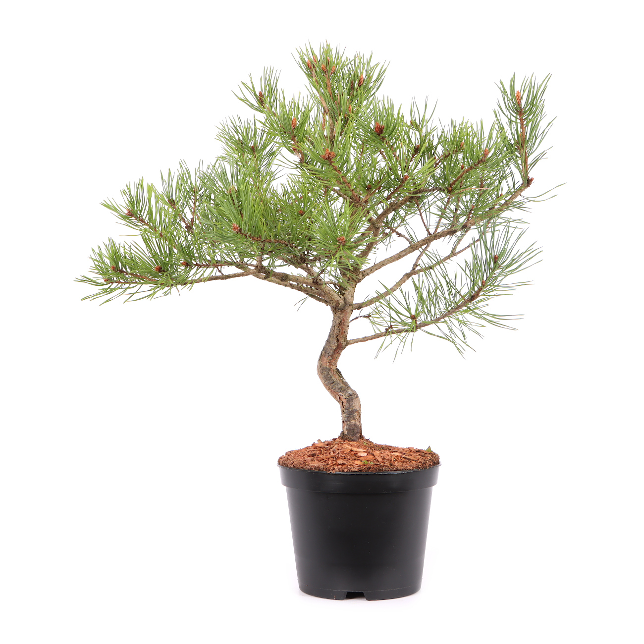 Pinus sylvestris 'Norske Typ'
