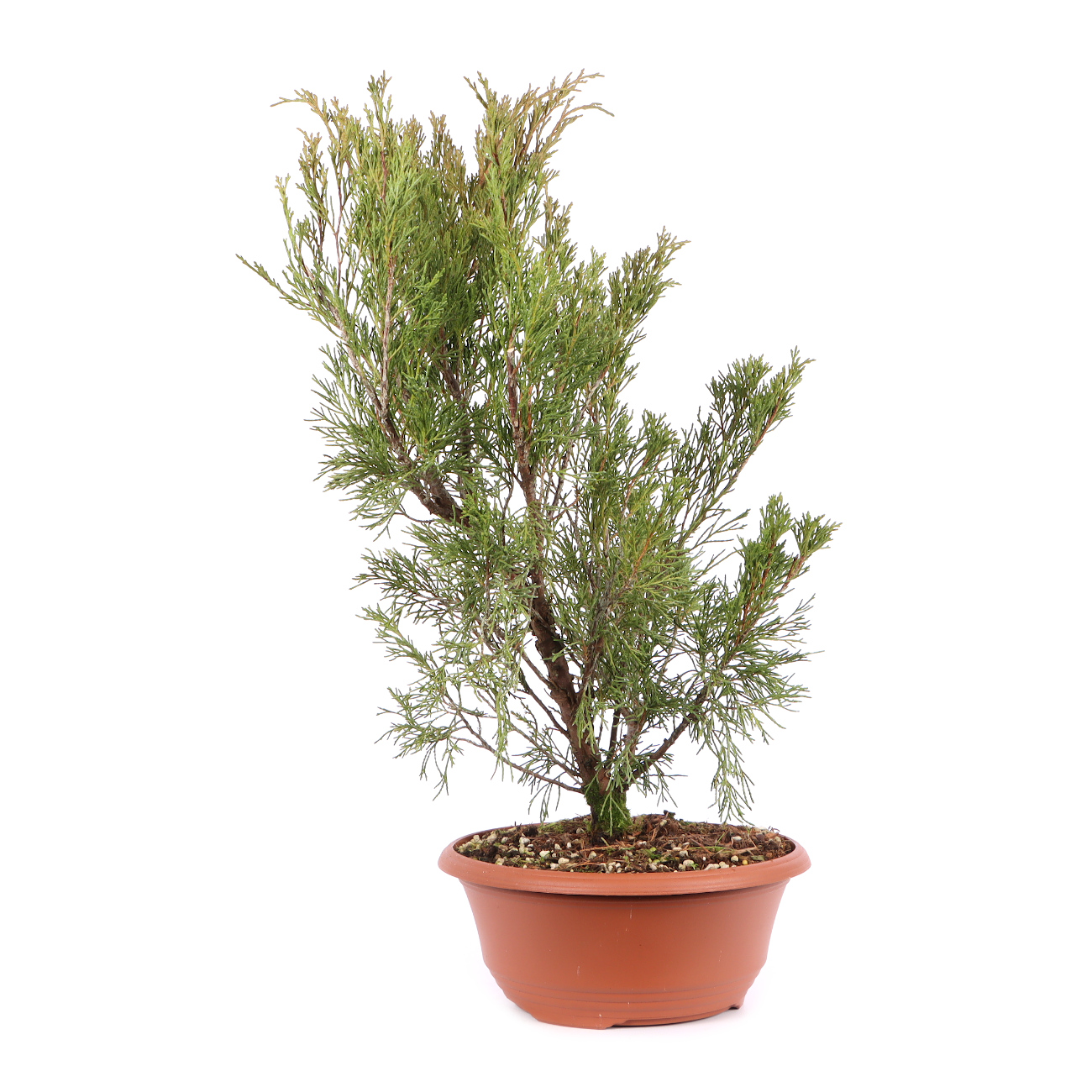 Juniperus sabina