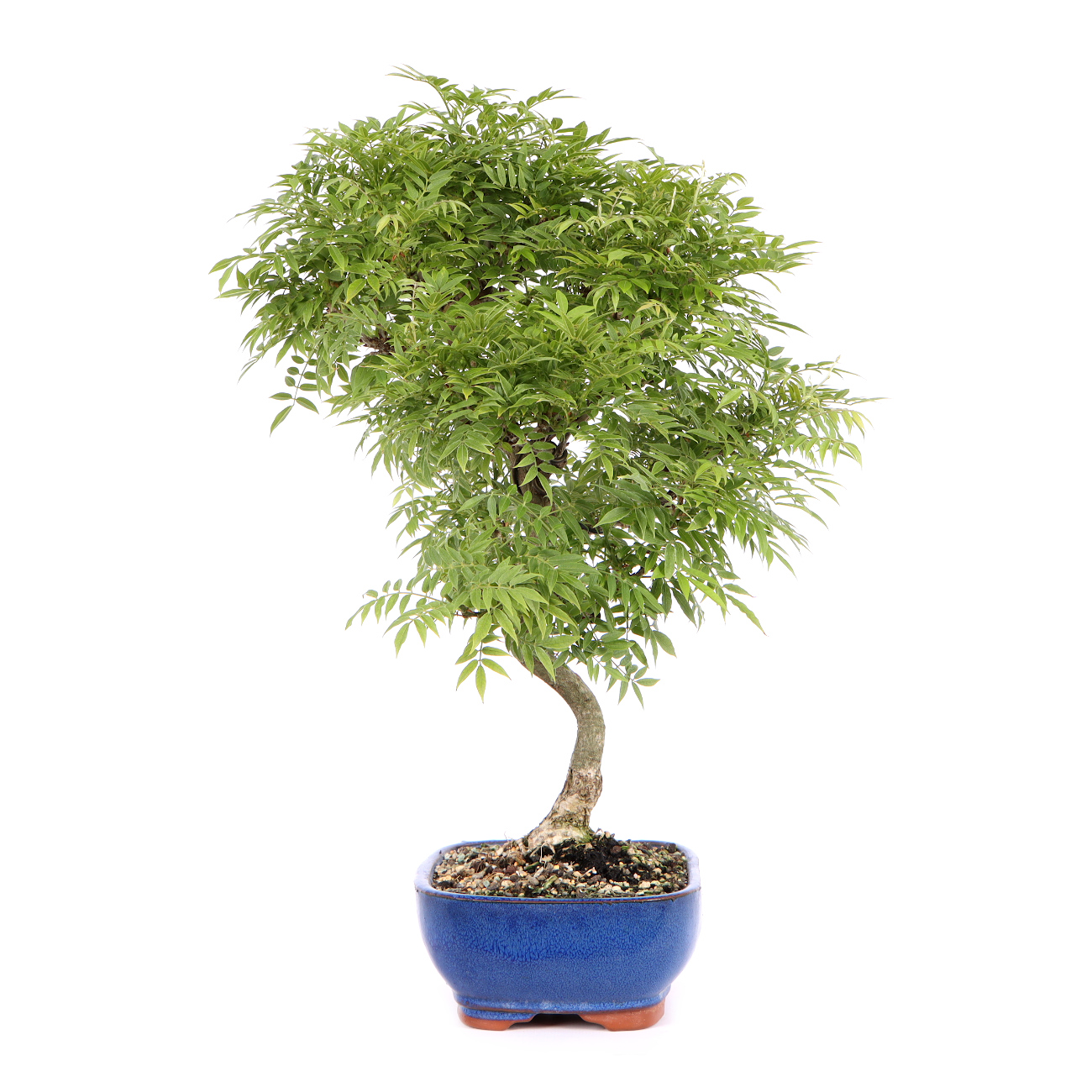 Seitenansicht rechts