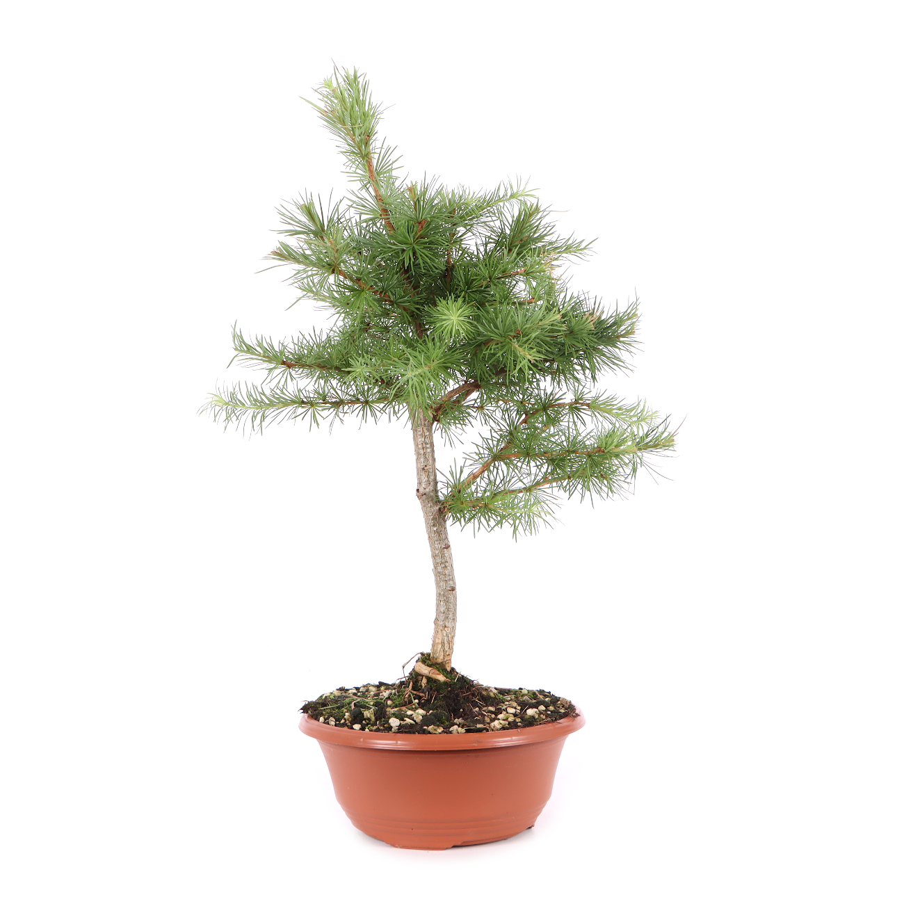 Larix kaempferi
