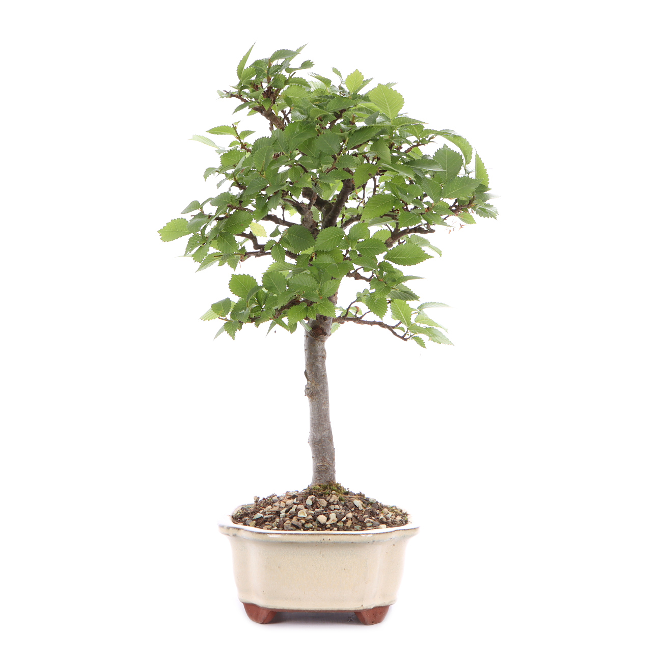 Seitenansicht rechts