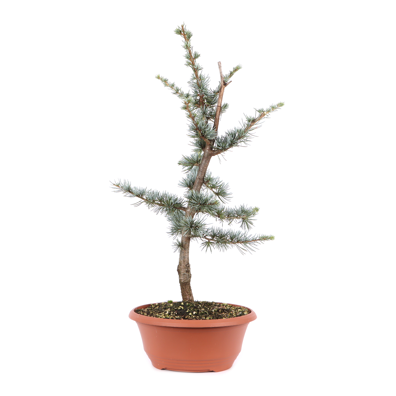 Cedrus atlantica 'Glauca'