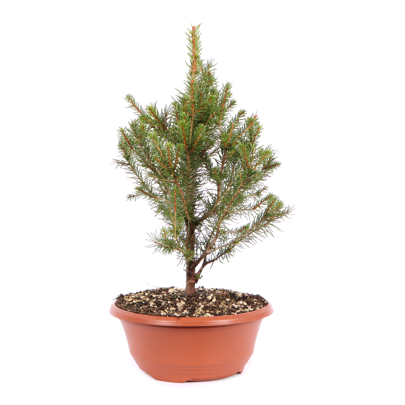 Seitenansicht rechts