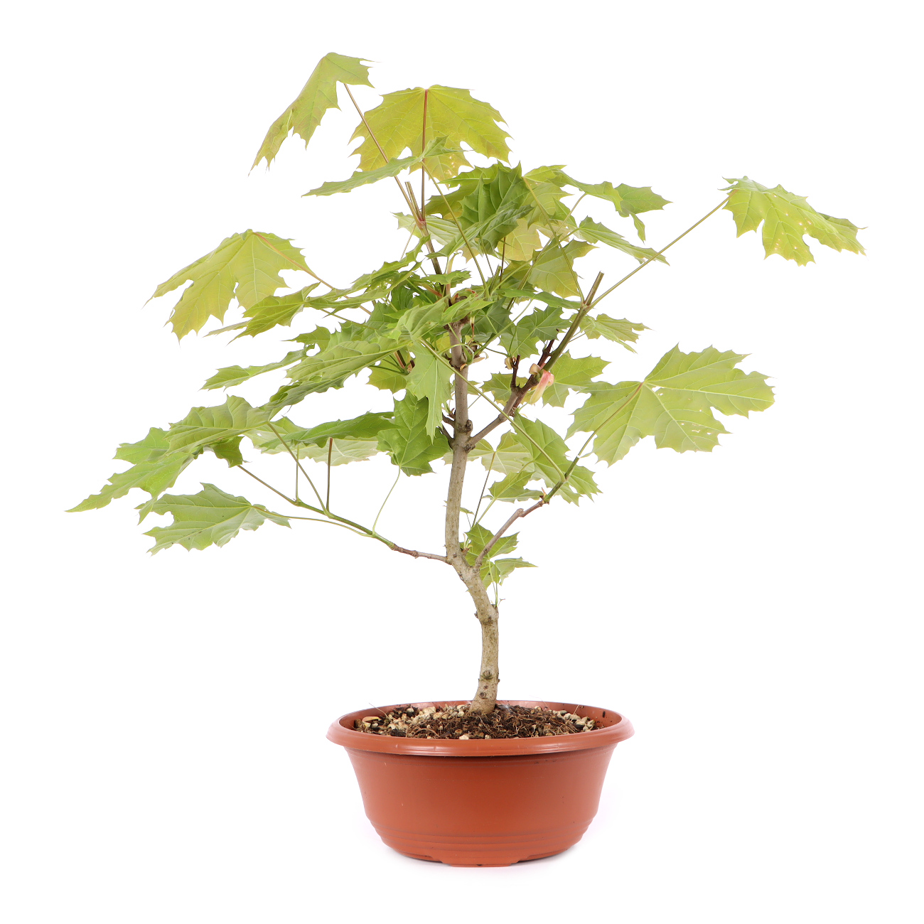 Acer platanoides