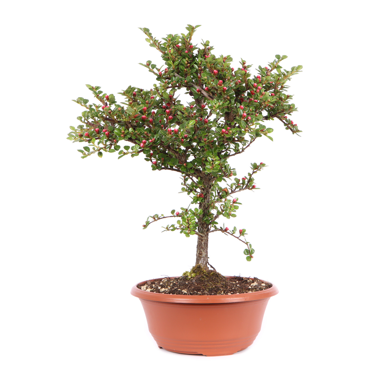 Seitenansicht rechts