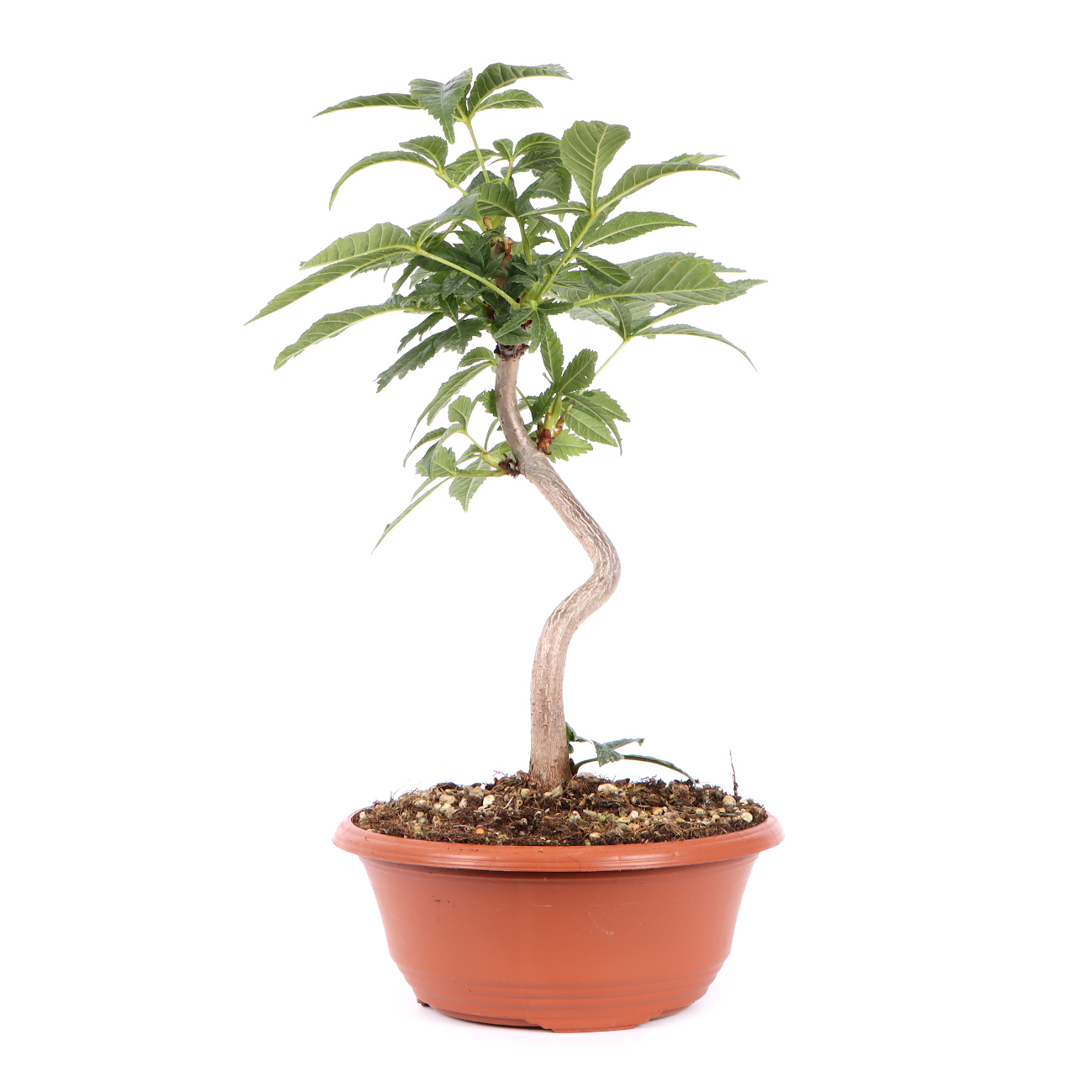 Seitenansicht rechts