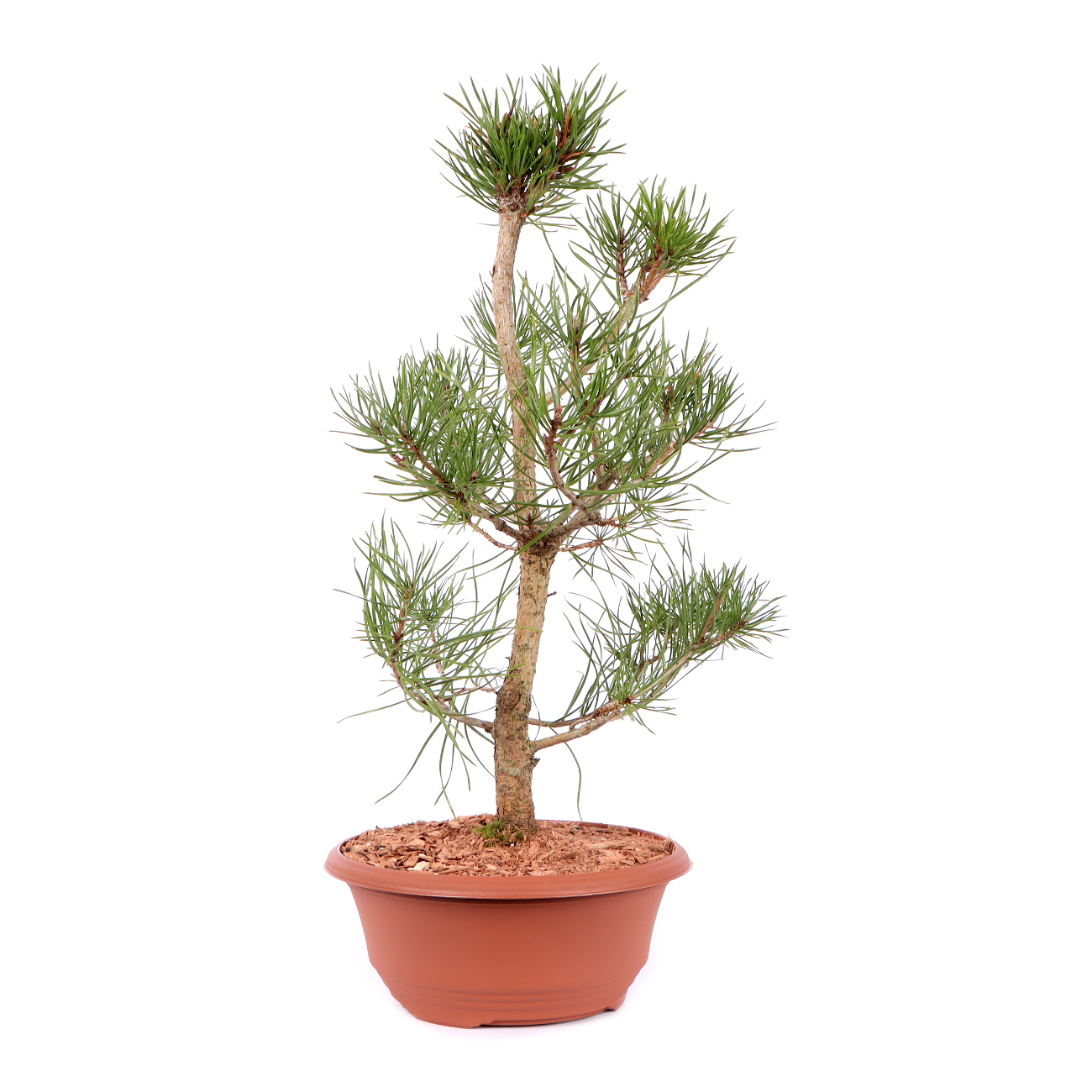 Seitenansicht rechts