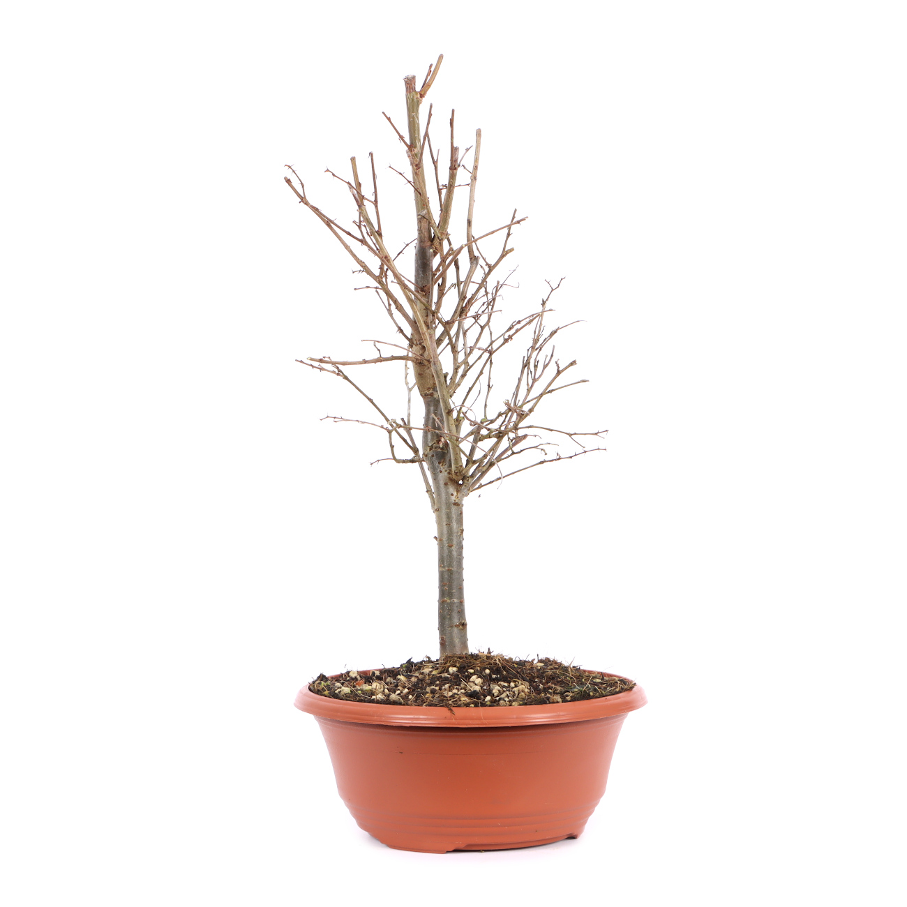 Seitenansicht rechts