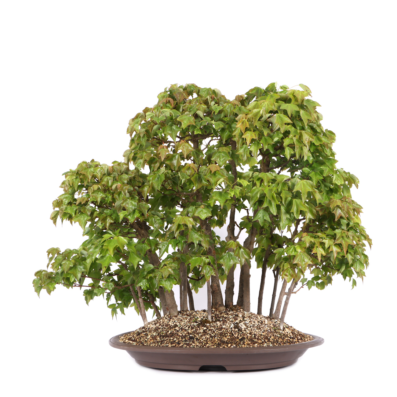 Acer buergerianum