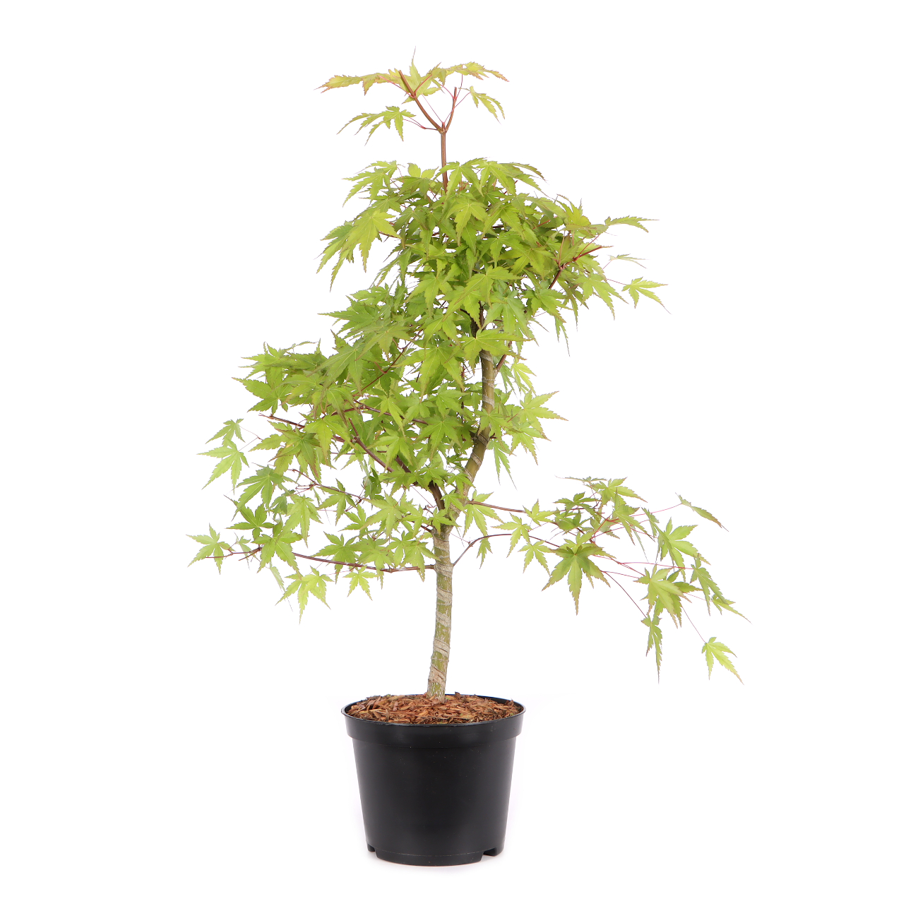 Acer palmatum