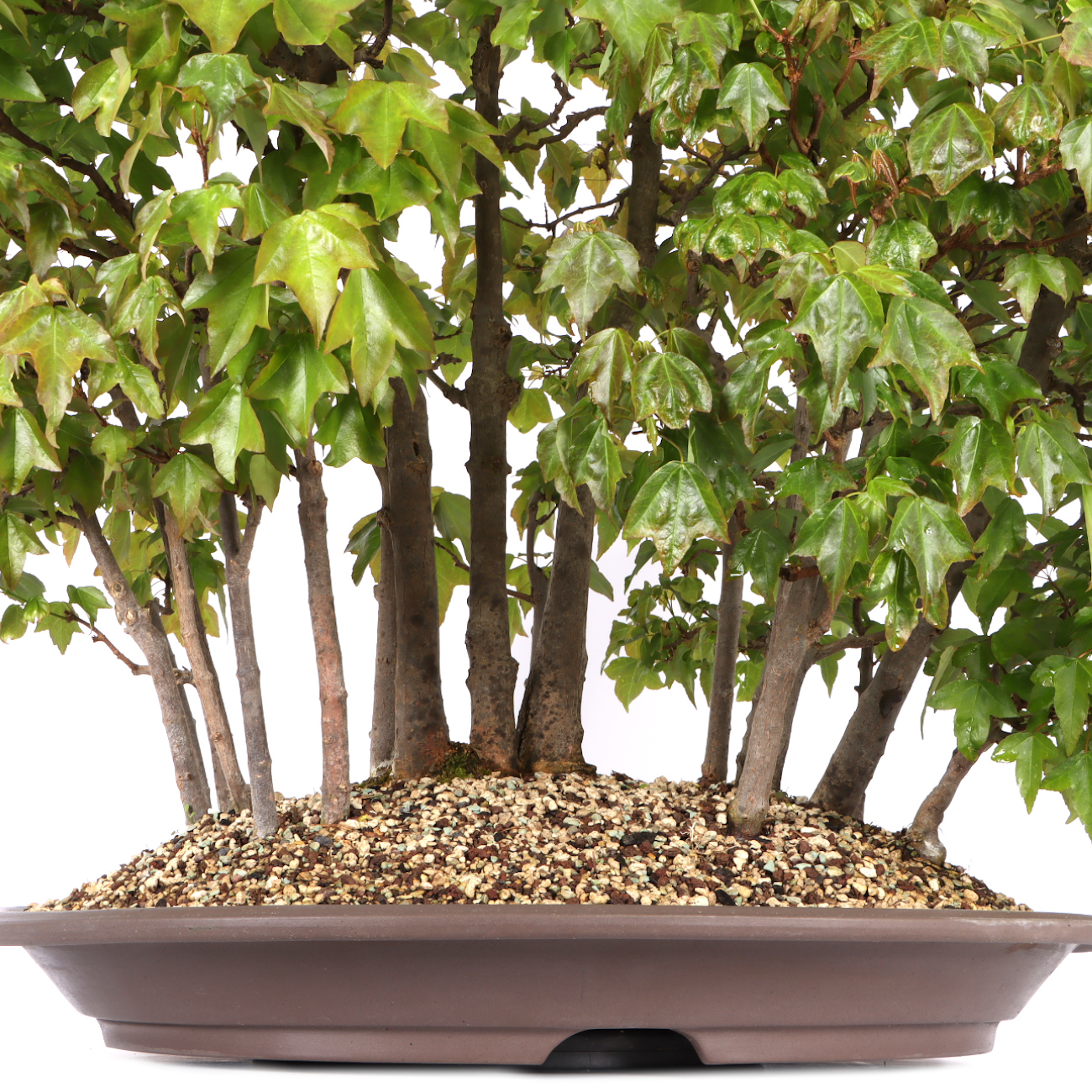 Acer buergerianum