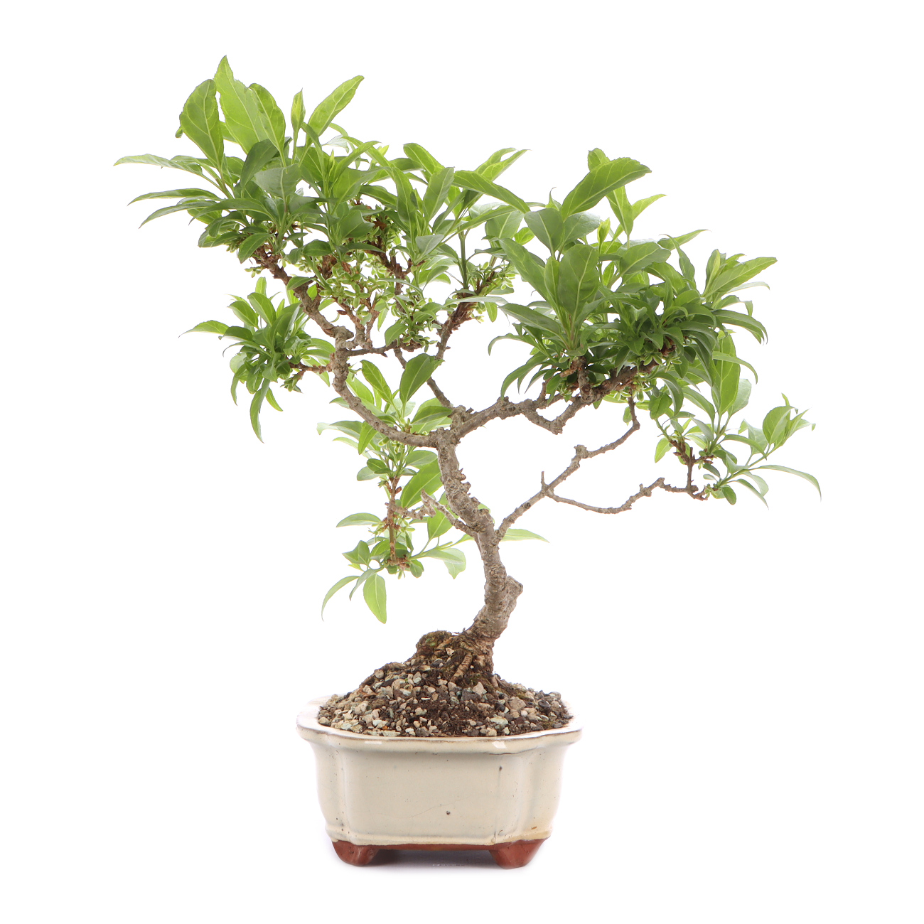 Seitenansicht rechts