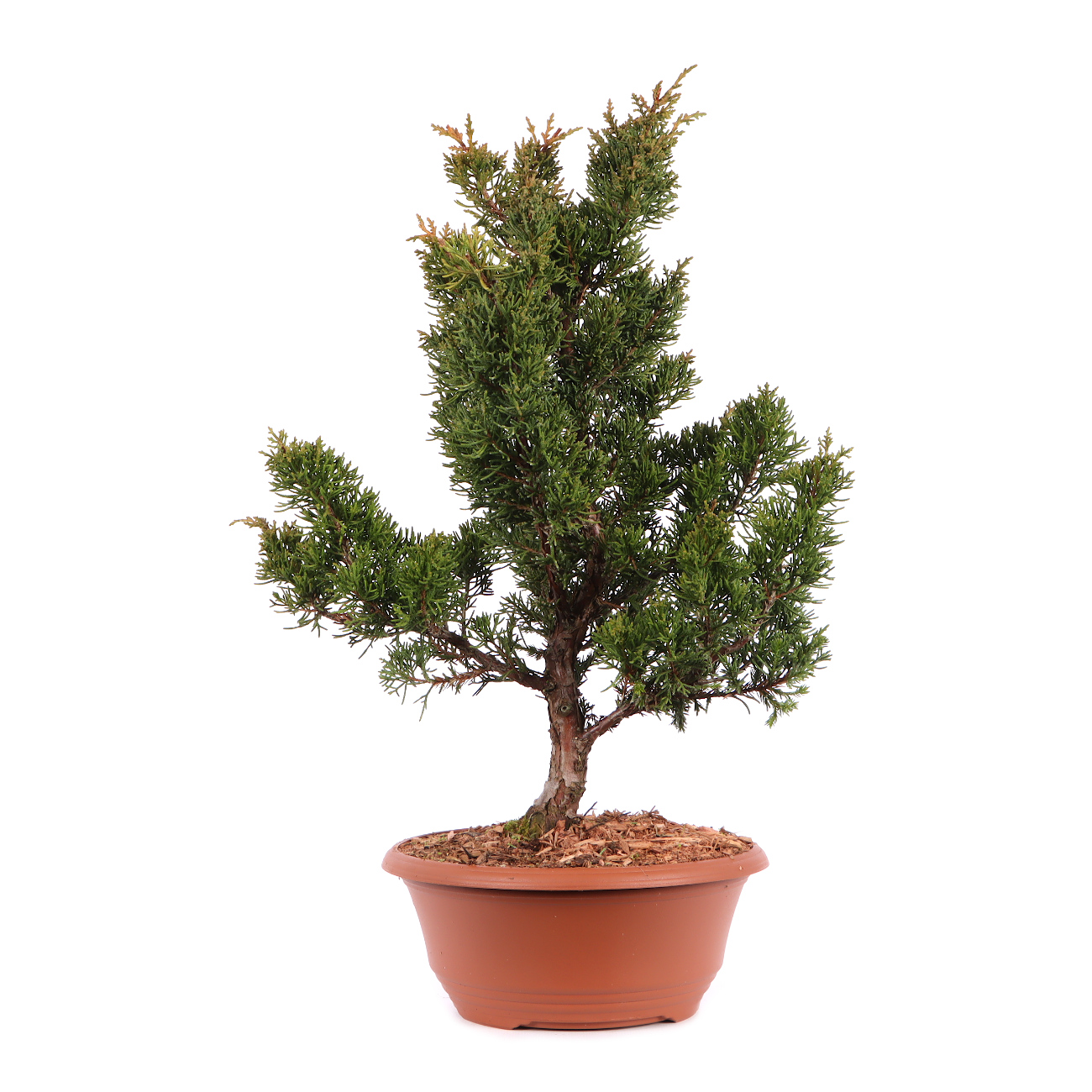 Juniperus chinensis 'Blaauw'