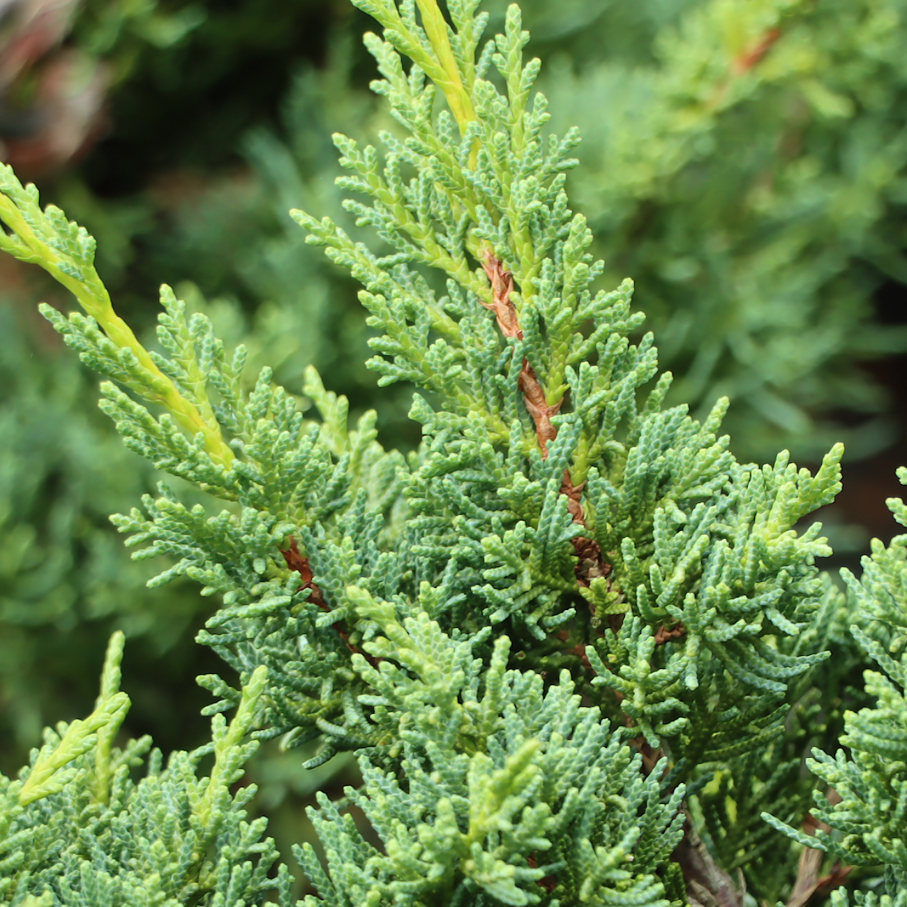 Juniperus chinensis ‘Blaauw‘