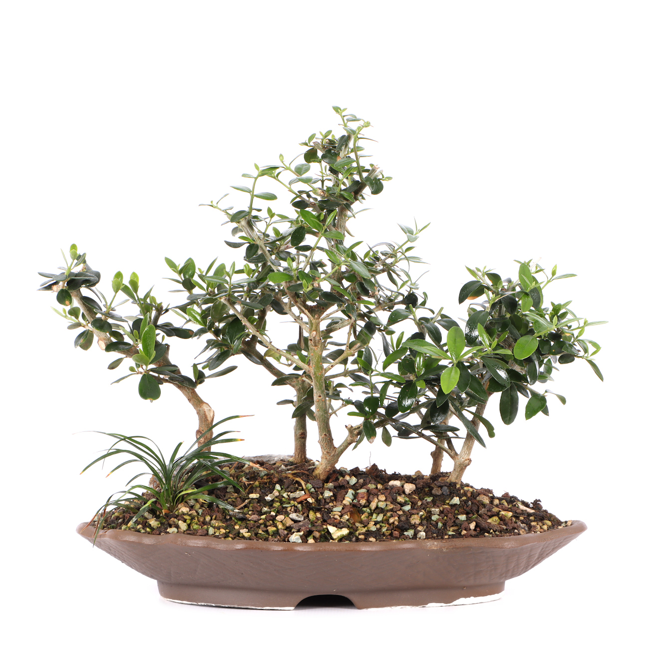 Olea europaea subsp. sylvestris