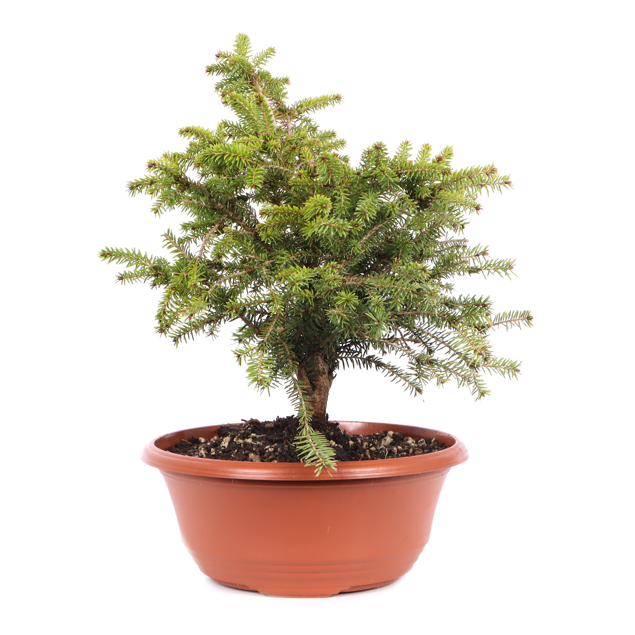 Picea abies 'Nidiformis'