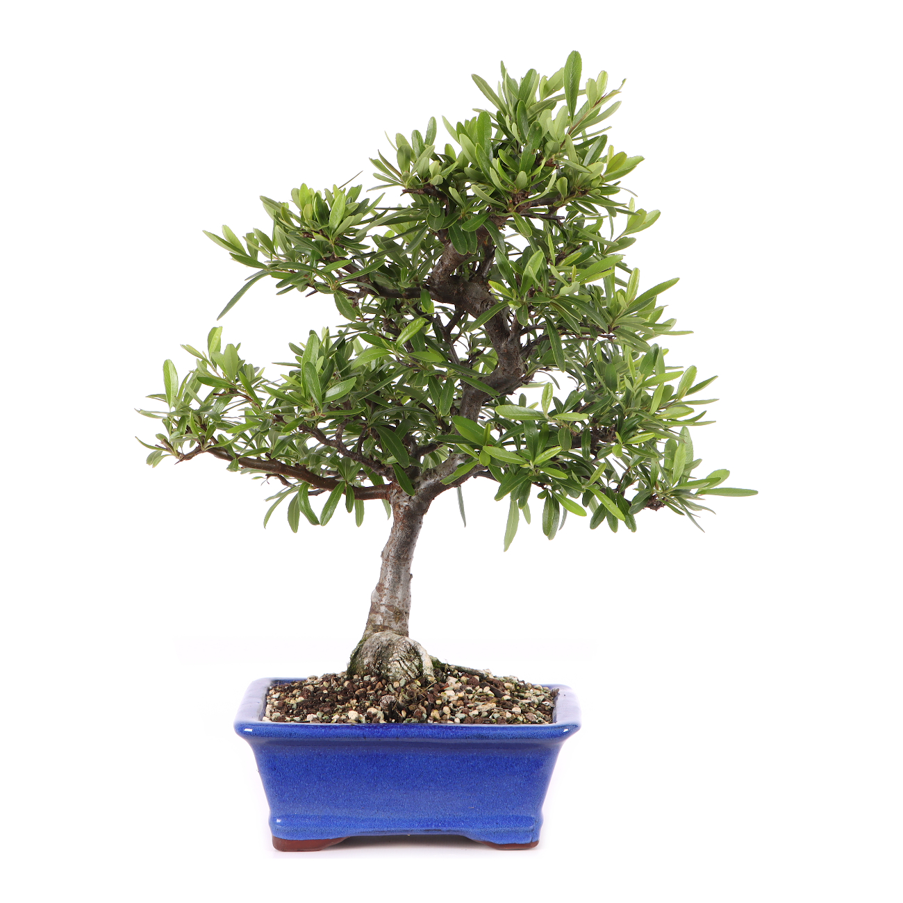 Pyracantha angustifolia