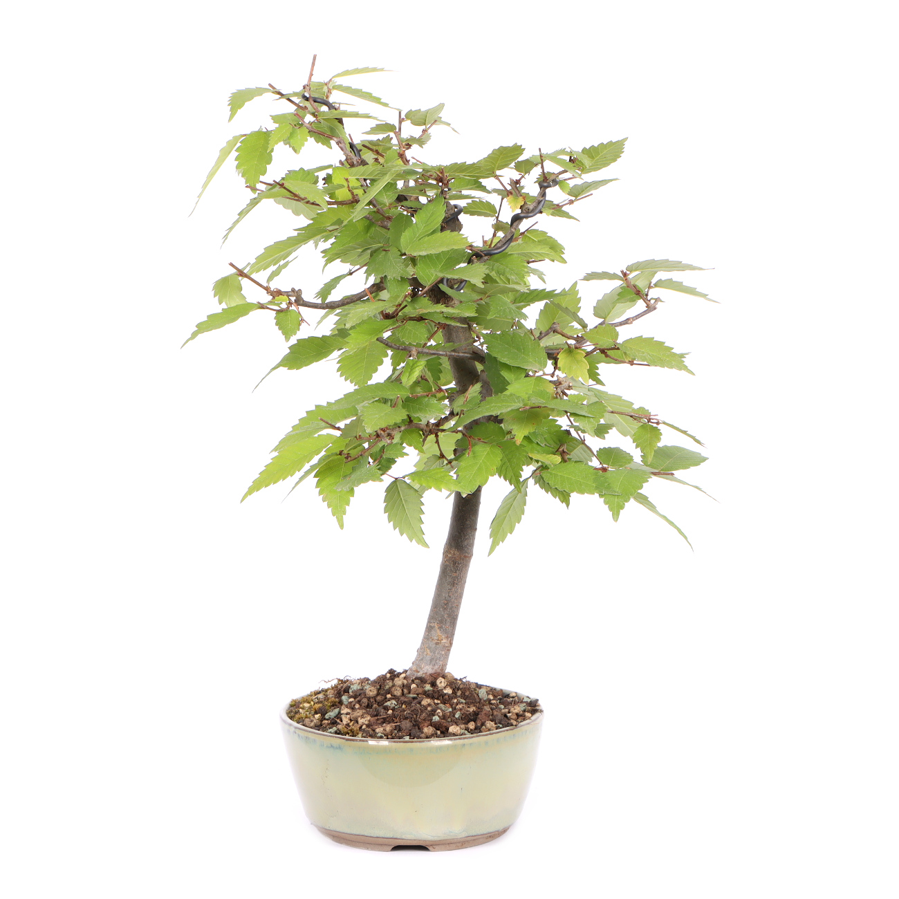 Seitenansicht rechts