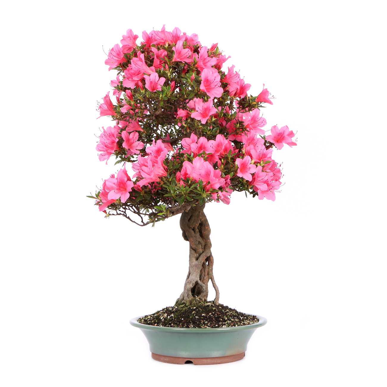 Seitenansicht rechts