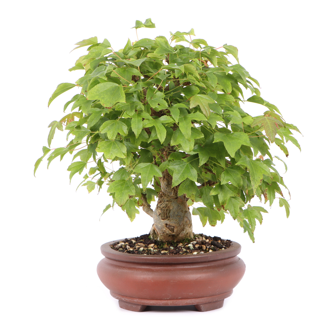 Seitenansicht rechts