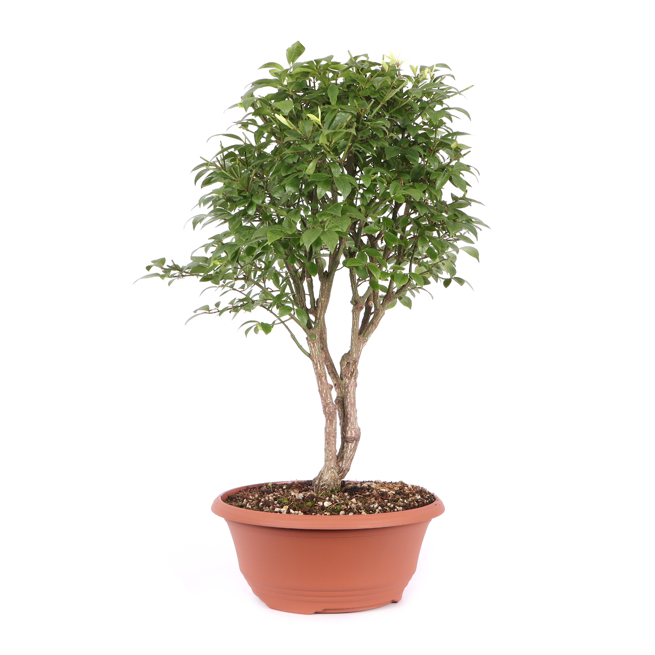 Seitenansicht rechts