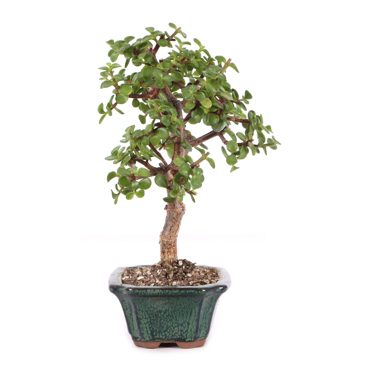 Portulacaria afra