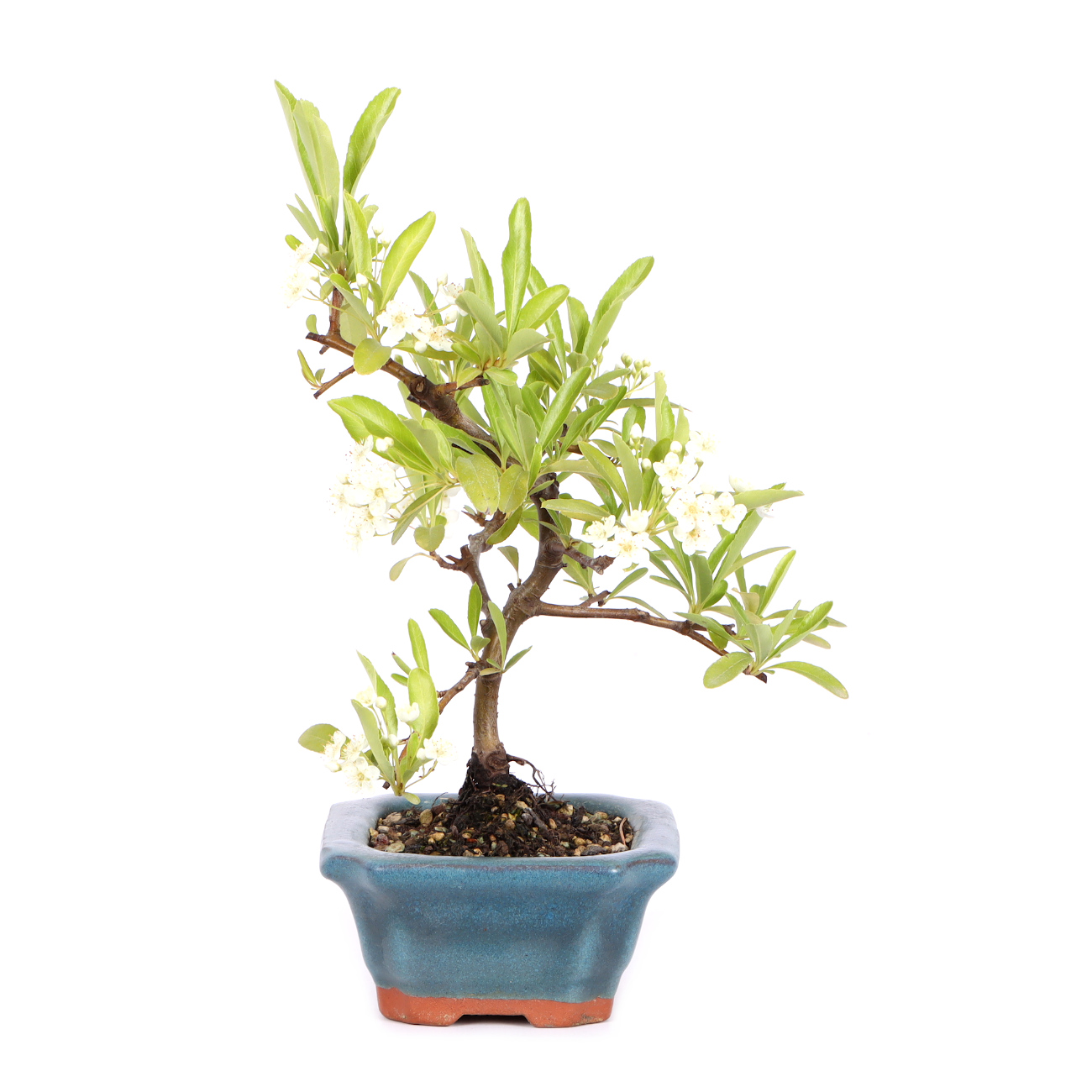 Seitenansicht rechts