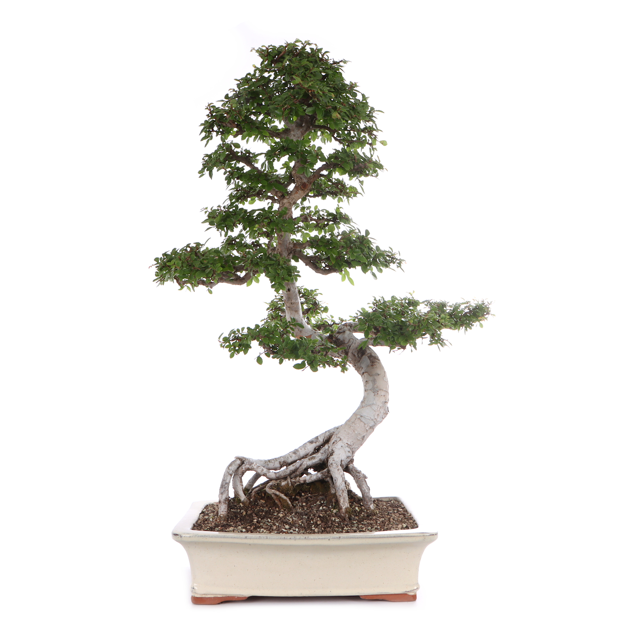 Ulmus parvifolia