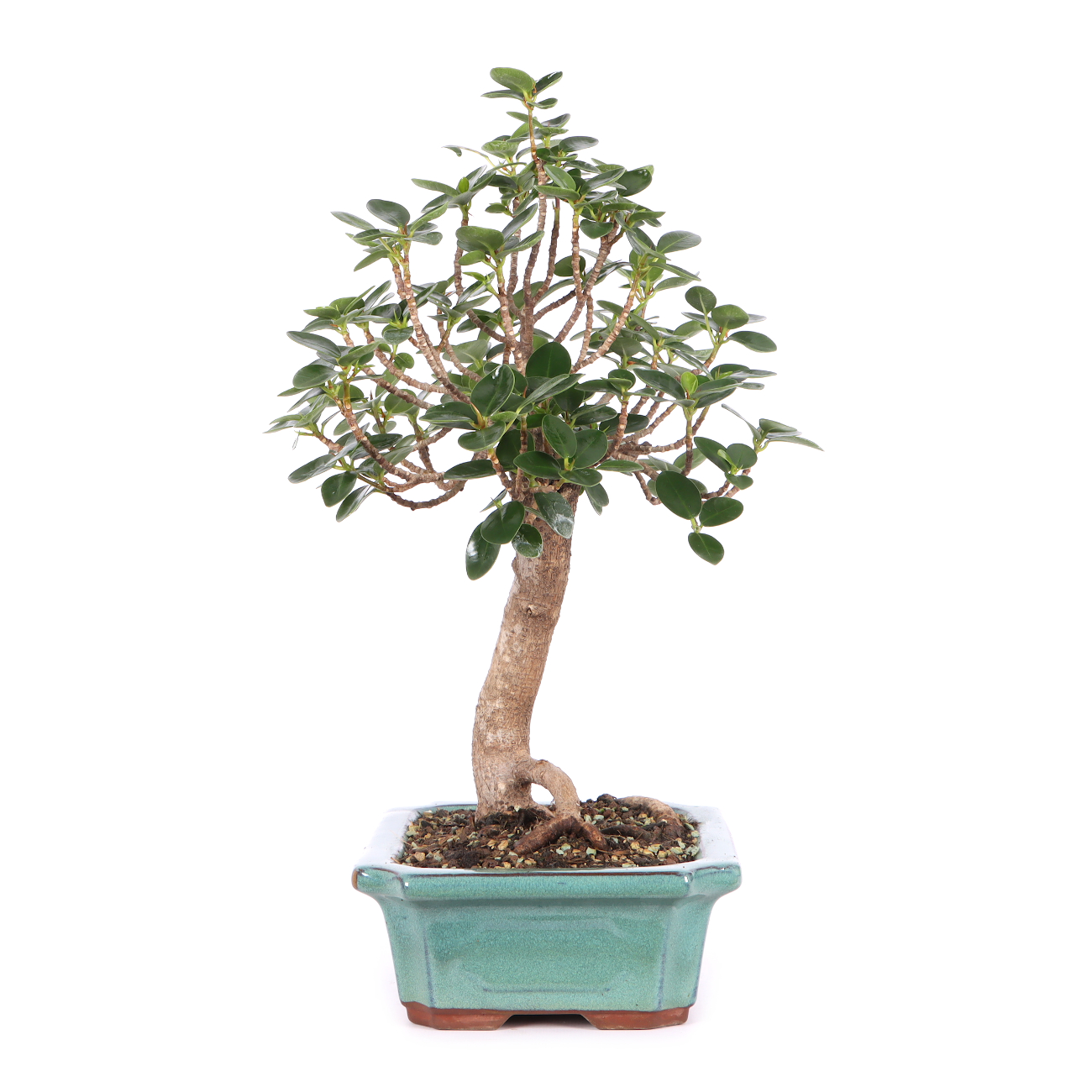 Ficus microcarpa 'Shiny'
