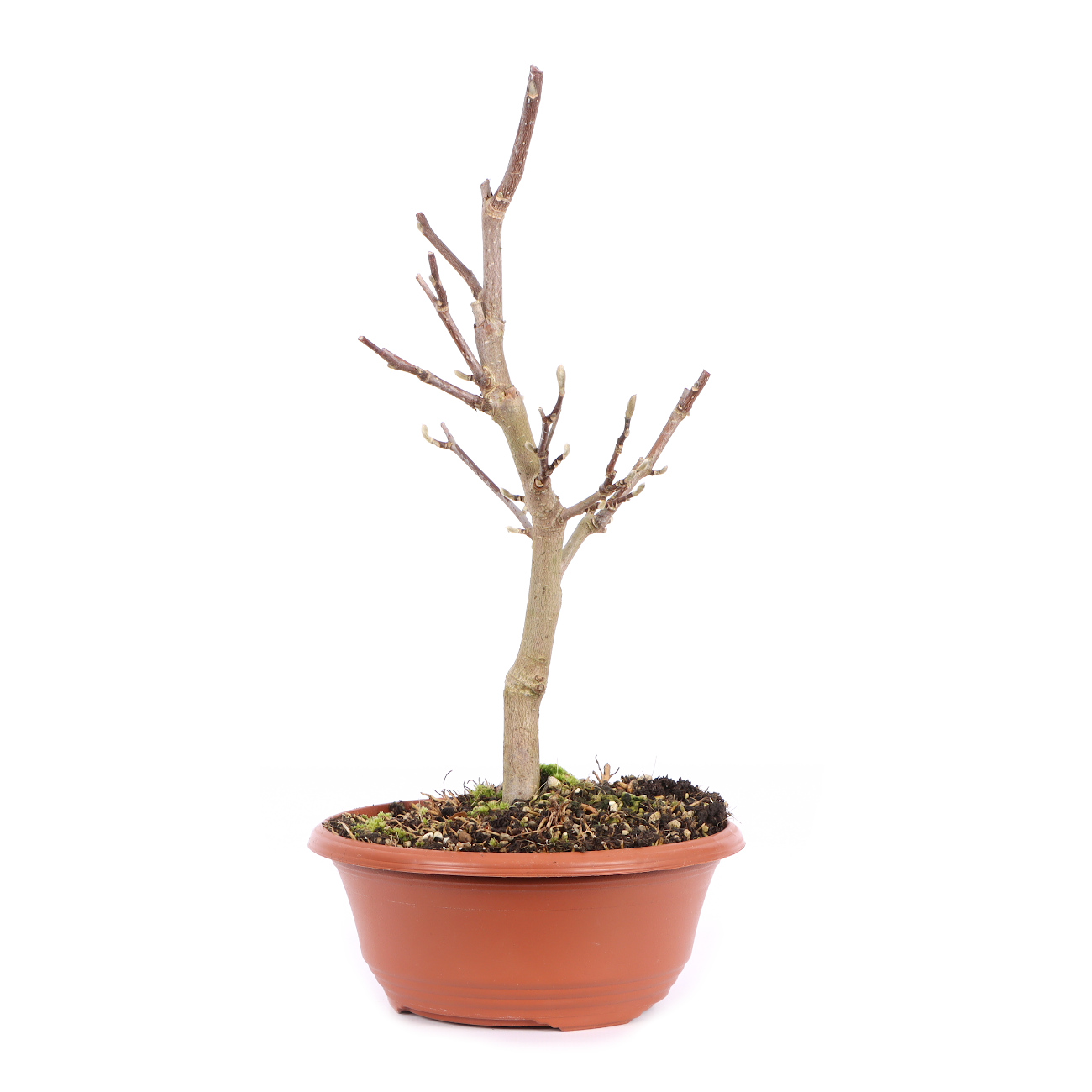 Seitenansicht rechts