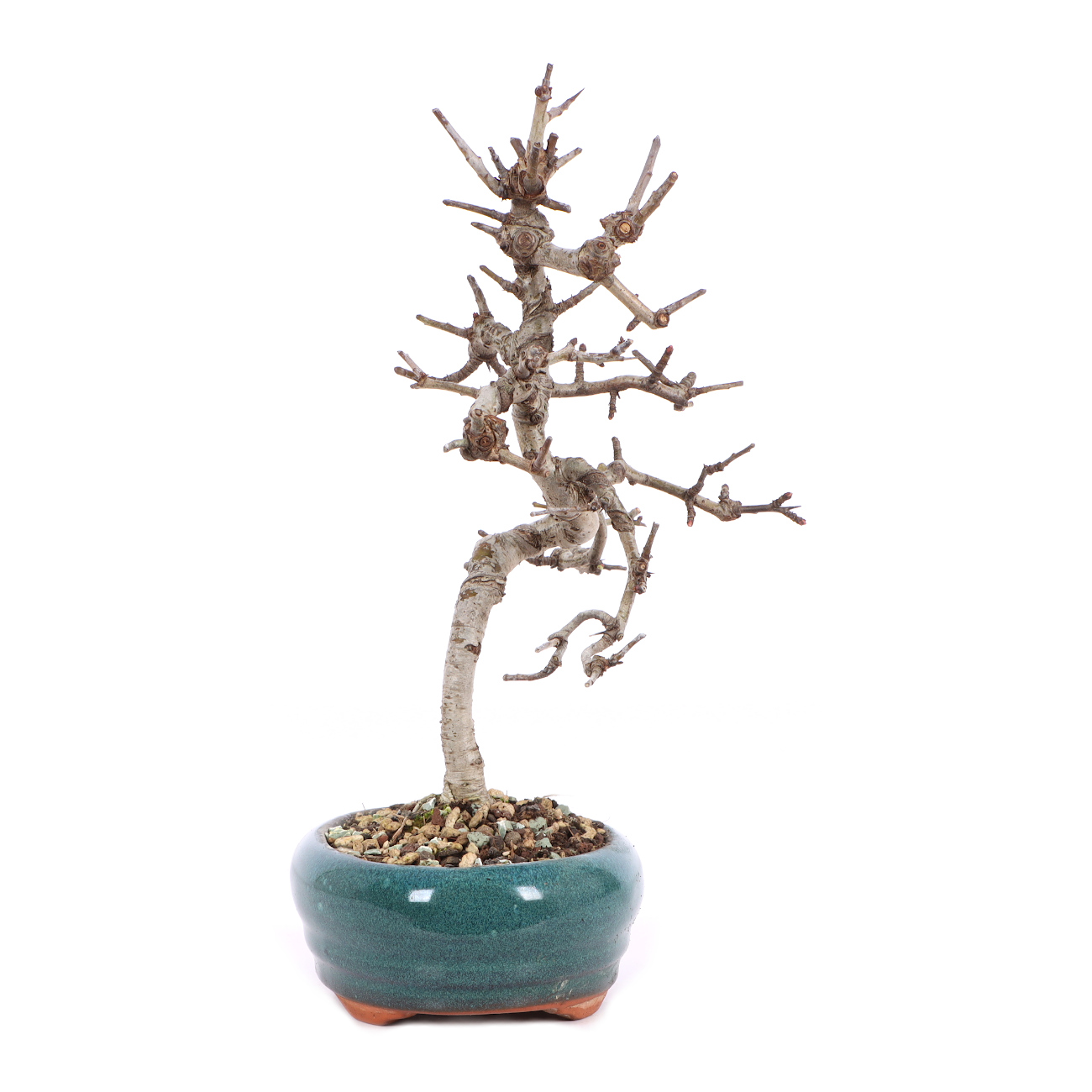 Crataegus monogyna