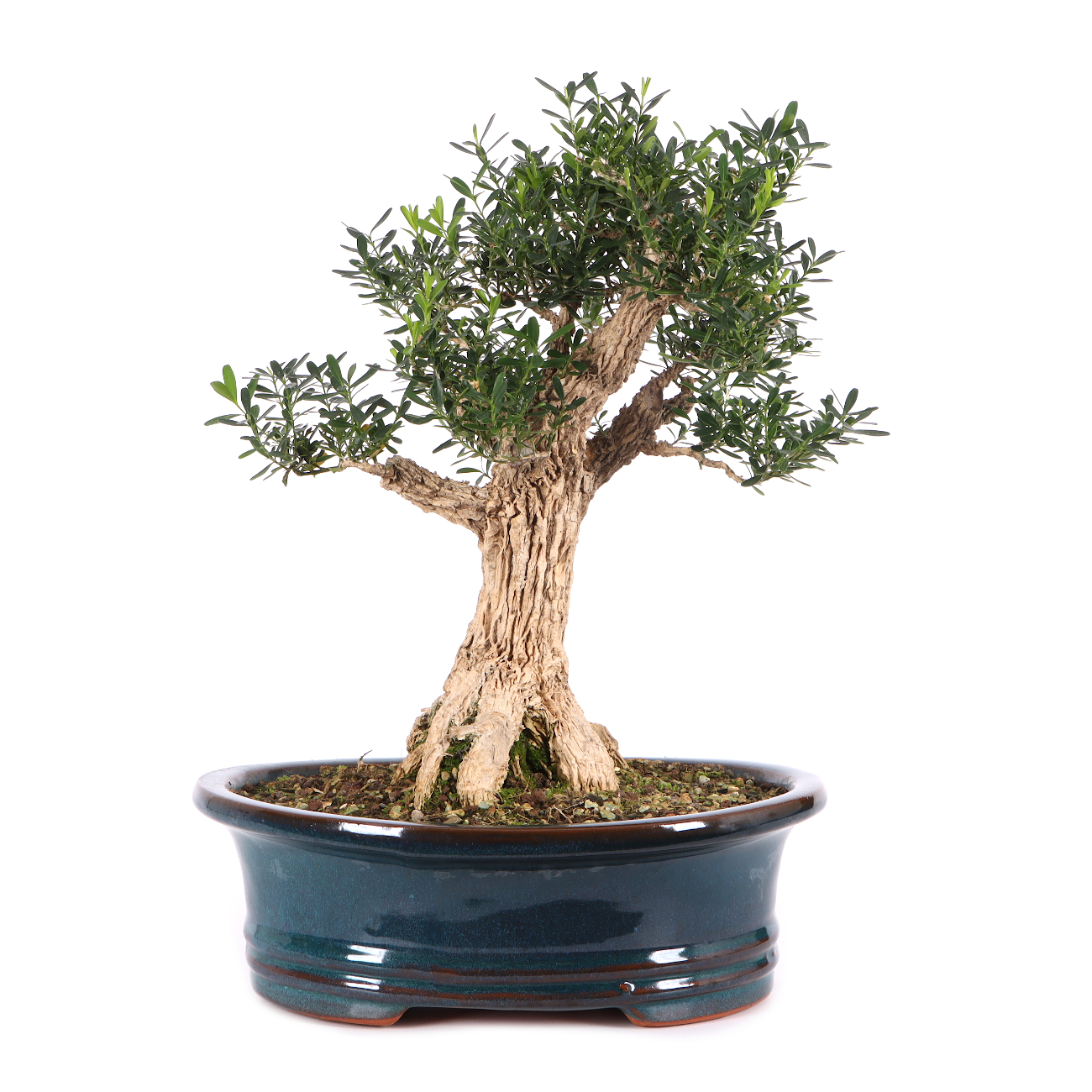 Buxus sinica var. sinica
